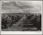 Orchard. Canyon County, Idaho. Approximately 300 cars of peaches are shipped for Idaho annually