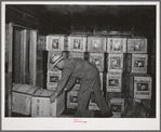 Crates of lettuce for shipment. Canyon County, Idaho