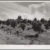 Orchard. Canyon County, Idaho. Notice new trees, also irrigation ditches