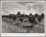 Orchard. Canyon County, Idaho. Notice new trees, also irrigation ditches