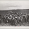 Pea pickers (labor contractor's crew) spreading into the field for work. Canyon County, Idaho