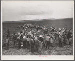 Pea pickers (labor contractor's crew) spreading into the field for work. Canyon County, Idaho