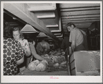 Grading and packing lettuce for shipment. Canyon County, Idaho