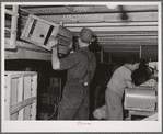 In the lettuce packing plant. Canyon County, Idaho