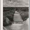 Lateral irrigation ditch in orchard. Canyon County, Idaho