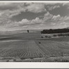 Corn field. Canyon County, Idaho. Idaho is first in acre yield of corn in states west of the Mississippi. Practically all corn grown is used
