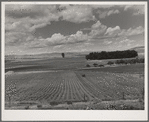 Corn field. Canyon County, Idaho. Idaho is first in acre yield of corn in states west of the Mississippi. Practically all corn grown is used