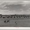 Farm scene. Canyon County, Idaho. Dairying is the principle agricultural pursuit in this county