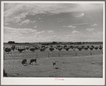 Farm scene. Canyon County, Idaho. Dairying is the principle agricultural pursuit in this county
