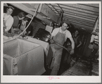 Icing crates of lettuce for shipment. Canyon County, Idaho