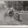 Getting potatoes from bucket in potato race at the Fourth of July celebration. Vale, Oregon