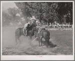 Getting potatoes from bucket in potato race at the Fourth of July celebration. Vale, Oregon
