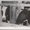 Cows of member of the Dairymen's Cooperative Creamery. Caldwell, Canyon County, Idaho