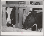 Cows of member of the Dairymen's Cooperative Creamery. Caldwell, Canyon County, Idaho