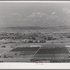 Cherry orchards near Emmett, Gem County, Idaho. About 200 carloads of black bing cherries are shipped from Idaho yearly