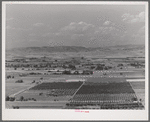 Cherry orchards near Emmett, Gem County, Idaho. About 200 carloads of black bing cherries are shipped from Idaho yearly