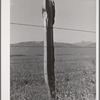Fence on Cruzen Ranch. Valley County, Idaho. AAA (Agricultural Adjustment Administration) has painted out this fence as being an outstanding type for ranch use. It keeps out predators (wolves, etc.), the wire is stapled loosely to allow for expansion and