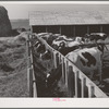 Cows on farm of member of the Dairymen's Cooperative Creamery. Caldwell, Canyon County, Idaho