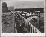 Cows on farm of member of the Dairymen's Cooperative Creamery. Caldwell, Canyon County, Idaho