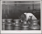 Tester smelling cream to determine its freshness. Dairymen's Cooperative Creamery, Caldwell, Canyon County, Idaho