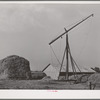 Hay on farm of member of the Dairymen's Cooperative Creamery. Caldwell, Canyon County, Idaho