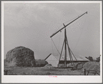 Hay on farm of member of the Dairymen's Cooperative Creamery. Caldwell, Canyon County, Idaho