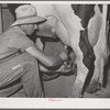 Member of the Dairymen's Cooperative Creamery attaches electric milker to cow's teats. Caldwell, Canyon County, Idaho