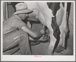 Member of the Dairymen's Cooperative Creamery attaches electric milker to cow's teats. Caldwell, Canyon County, Idaho