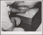 Draining off buttermilk from churn at the Dairymen's Cooperative Creamery. Caldwell, Canyon County, Idaho. The buttermilk is dried and marketed as feed