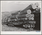 Logs on flat cars at Cascade, Idaho. The state of Idaho now has about 81 billion feet of old growth lumber standing, 8.8 percent is owned by the State; 30.3 percent privately owned and 60.9 percent by the federal government