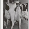 Cows of member of the Dairymen's Cooperative Creamery. Caldwell, Canyon County, Idaho