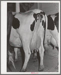 Cows of member of the Dairymen's Cooperative Creamery. Caldwell, Canyon County, Idaho