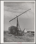 Hay stacker and hay stack on farm of member of the Dairymen's Cooperative Creamery. Caldwell, Canyon County, Idaho