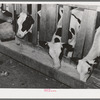 Calves at the feed trough on farm of member of the Dairymen's Cooperative Creamery. Caldwell, Canyon County, Idaho