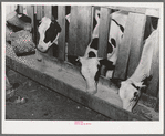 Calves at the feed trough on farm of member of the Dairymen's Cooperative Creamery. Caldwell, Canyon County, Idaho