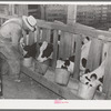 Calves at the feed trough on farm of member of the Dairymen's Cooperative Creamery. Caldwell, Canyon County, Idaho