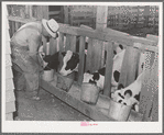 Calves at the feed trough on farm of member of the Dairymen's Cooperative Creamery. Caldwell, Canyon County, Idaho