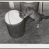 The cat drinks foamy, fresh milk. Farm, Canyon County, Idaho