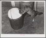 The cat drinks foamy, fresh milk. Farm, Canyon County, Idaho