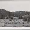 Haying. Garden Valley, Boise County, Idaho