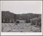 Haying. Garden Valley, Boise County, Idaho