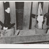 Calves at the feed trough. Canyon, Idaho