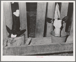 Calves at the feed trough. Canyon, Idaho
