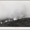 Detail of grass fire in Canyon County, Idaho