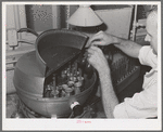 Removing samples of cream from centrifuge used in Babcock test for butterfat. Dairymen's Cooperative Creamery. Caldwell, Canyon County, Idaho