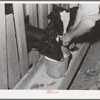 Giving the calves fresh milk. Canyon County, Idaho