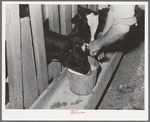 Giving the calves fresh milk. Canyon County, Idaho