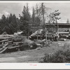 Unloading logs from trucks into pond. Cascade, Idaho