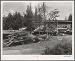 Unloading logs from trucks into pond. Cascade, Idaho