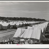 Tents at the FSA (Farm Security Administration) migratory farm labor camp mobile unit. Athena, Oregon